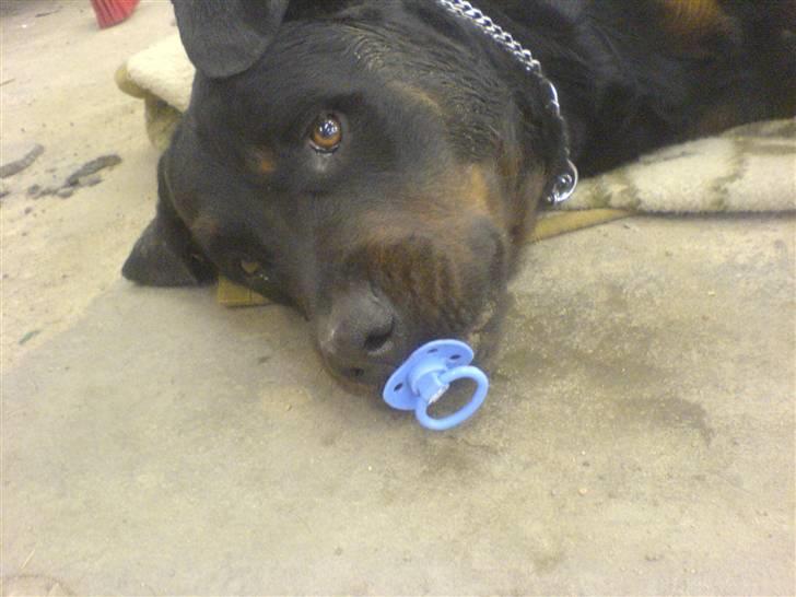 Rottweiler Bamse - død. billede 11