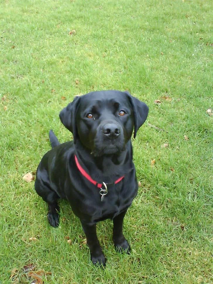 Labrador retriever Freja billede 15