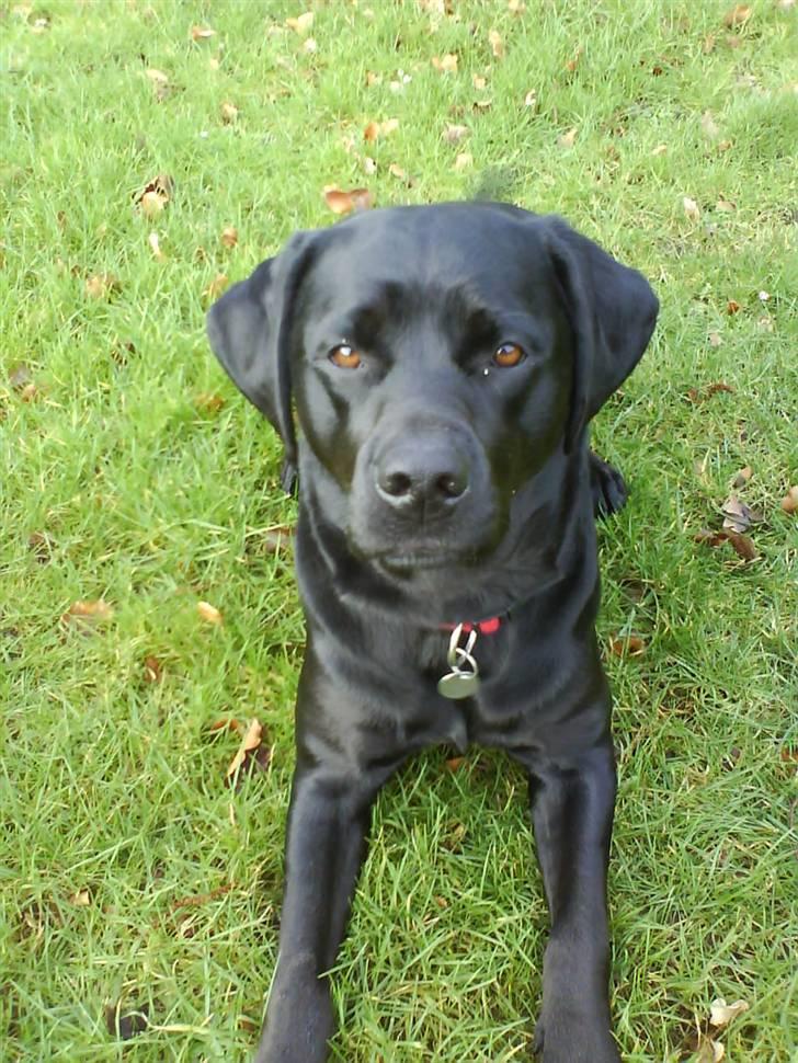 Labrador retriever Freja billede 16