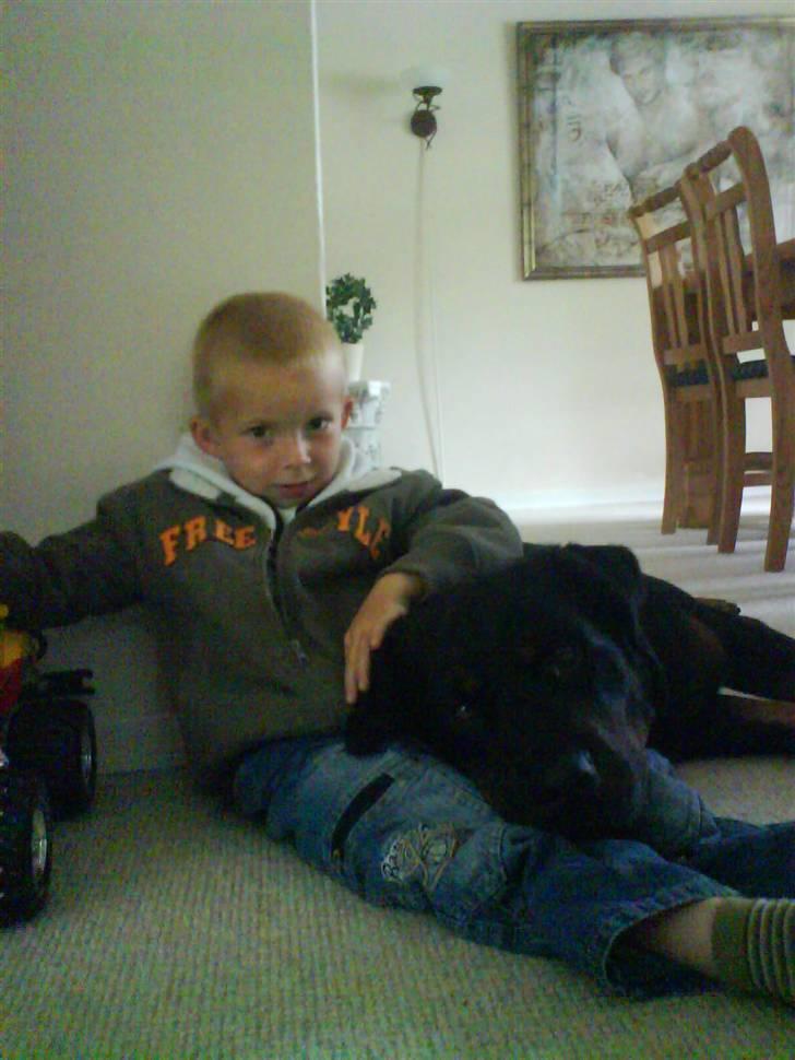 Rottweiler Bamse - død. billede 12