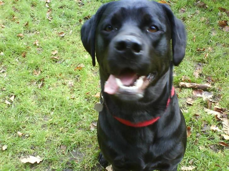 Labrador retriever Freja billede 17