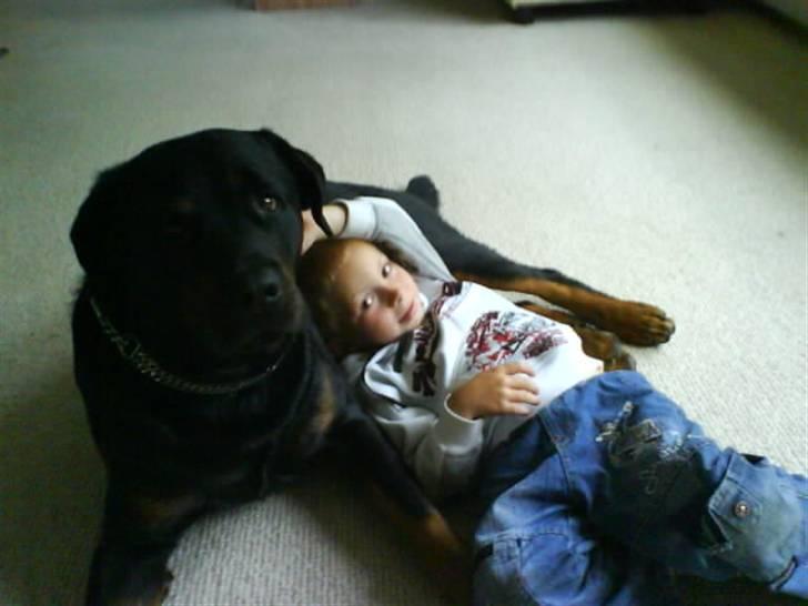 Rottweiler Bamse - død. billede 13