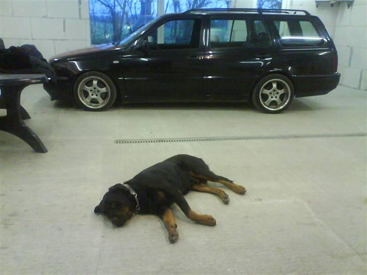 Rottweiler Bamse - død. - Spil død?  billede 14