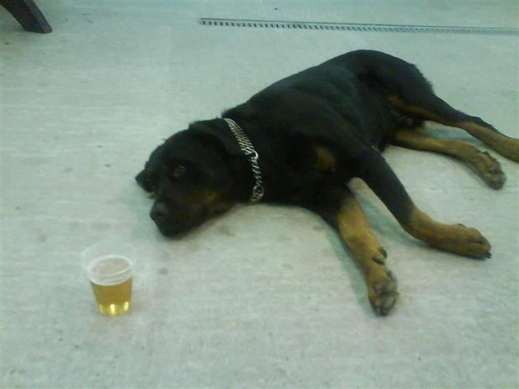 Rottweiler Bamse - død. - Gået omkuld .,  billede 15