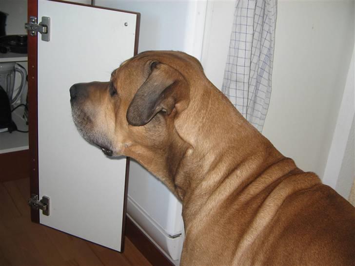 Blanding af racer Tyson billede 2