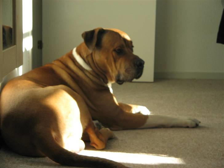 Blanding af racer Tyson billede 3