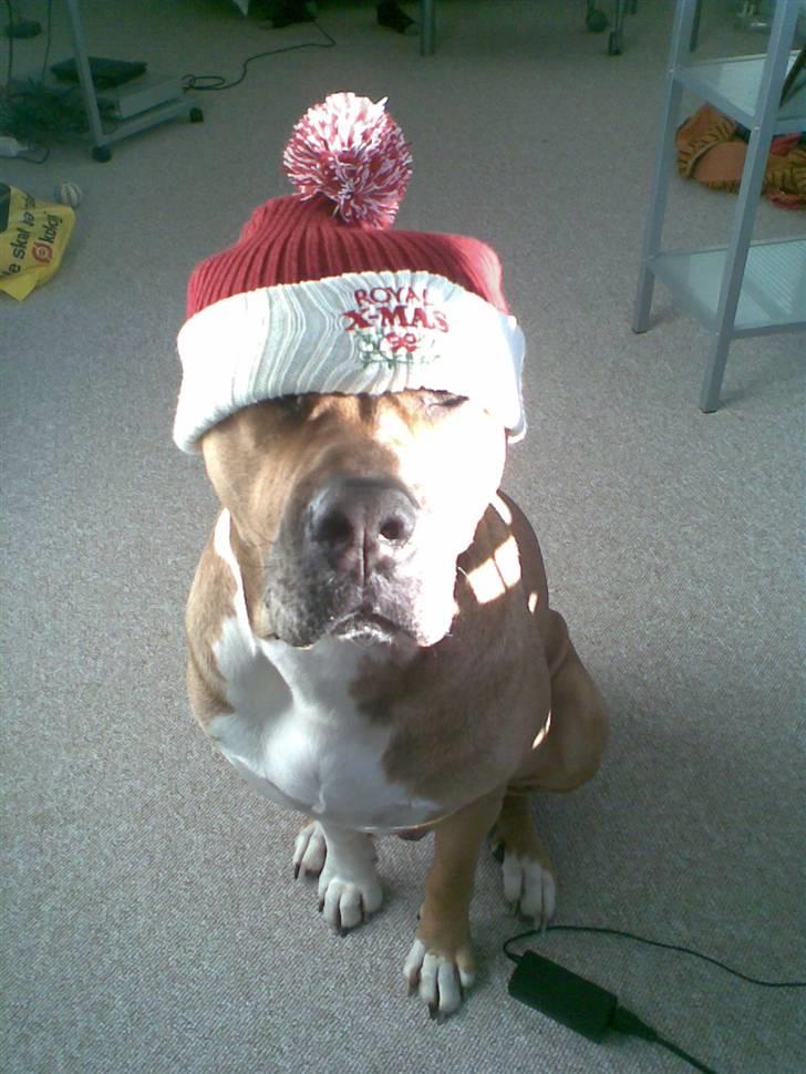 Blanding af racer Tyson - Nu er det jul igen. billede 4