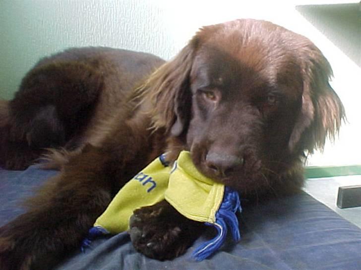 Newfoundlænder Anton  R.I.P. billede 16