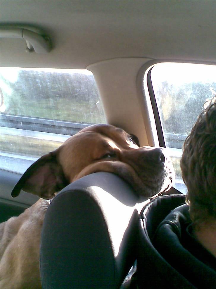 Blanding af racer Tyson - "hej far" billede 5