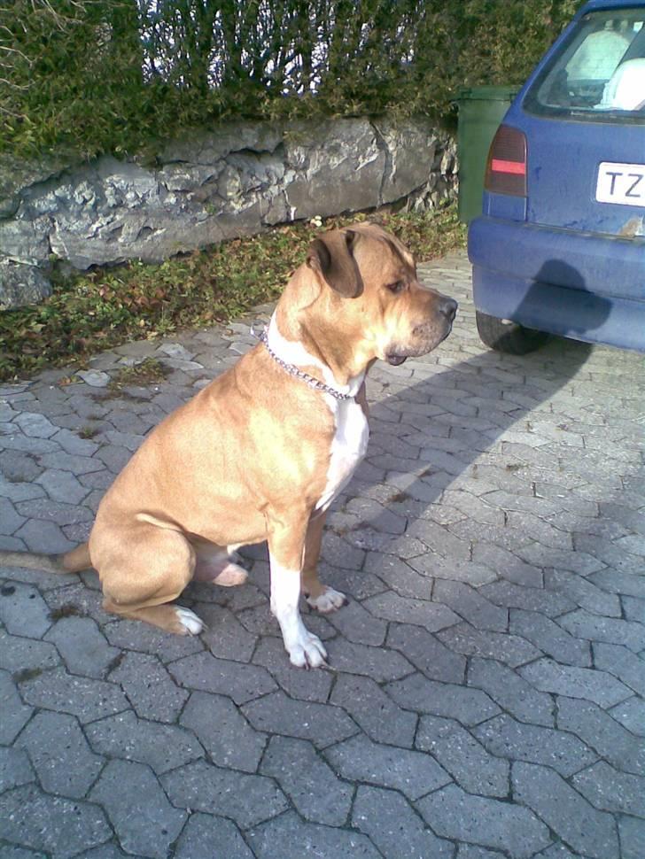 Blanding af racer Tyson billede 6