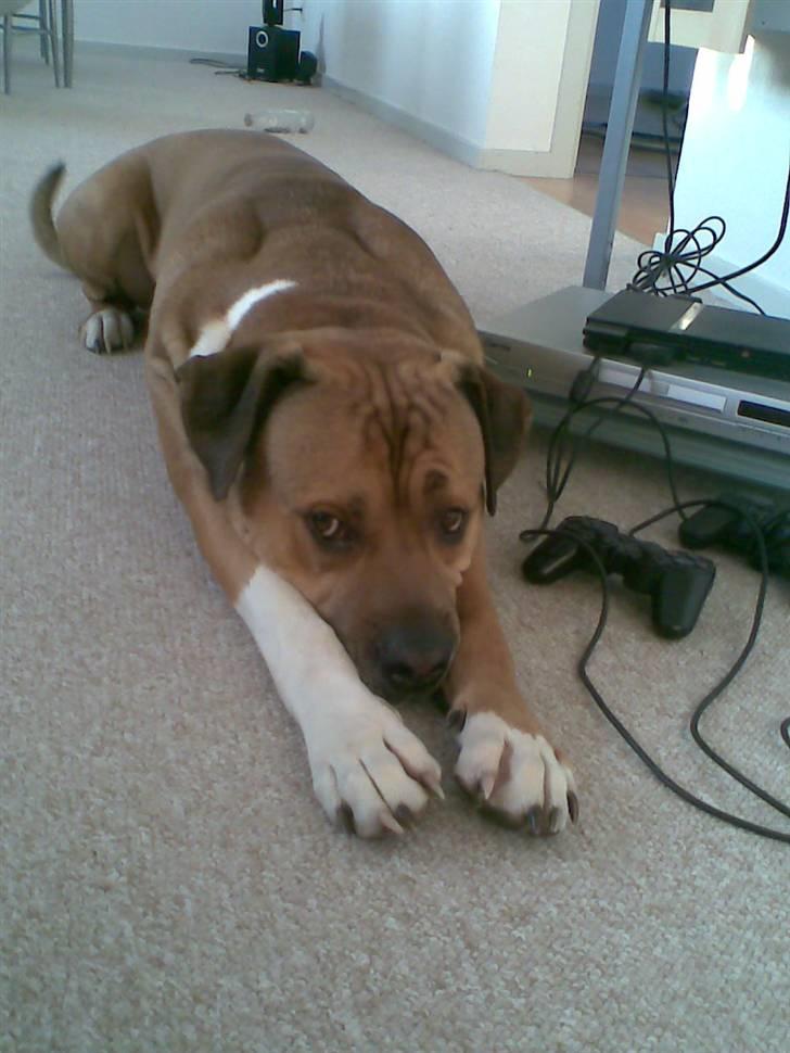 Blanding af racer Tyson - "jeg keder mig" billede 7