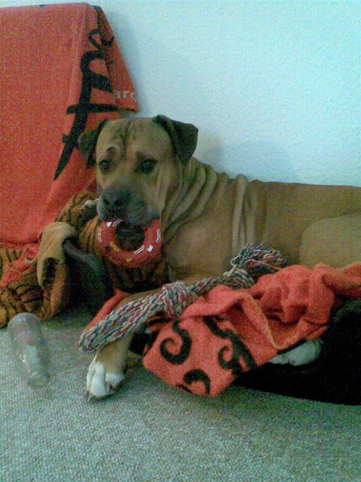 Blanding af racer Tyson billede 8