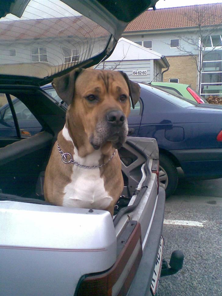 Blanding af racer Tyson billede 9