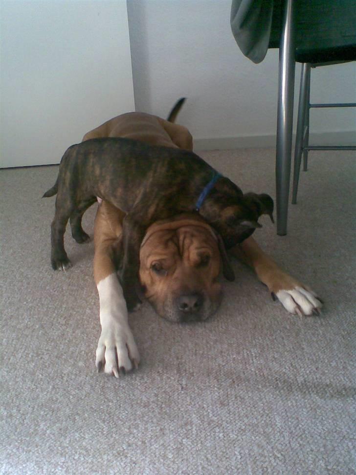 Blanding af racer Tyson - "her ligger jeg med lillebror, han er træls" billede 10