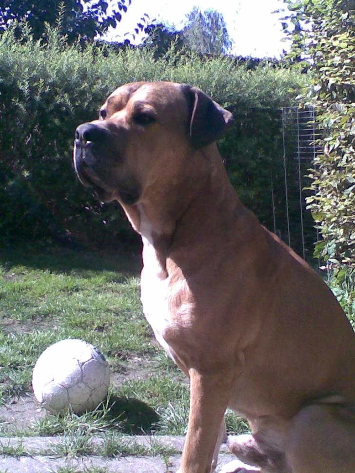 Blanding af racer Tyson billede 11