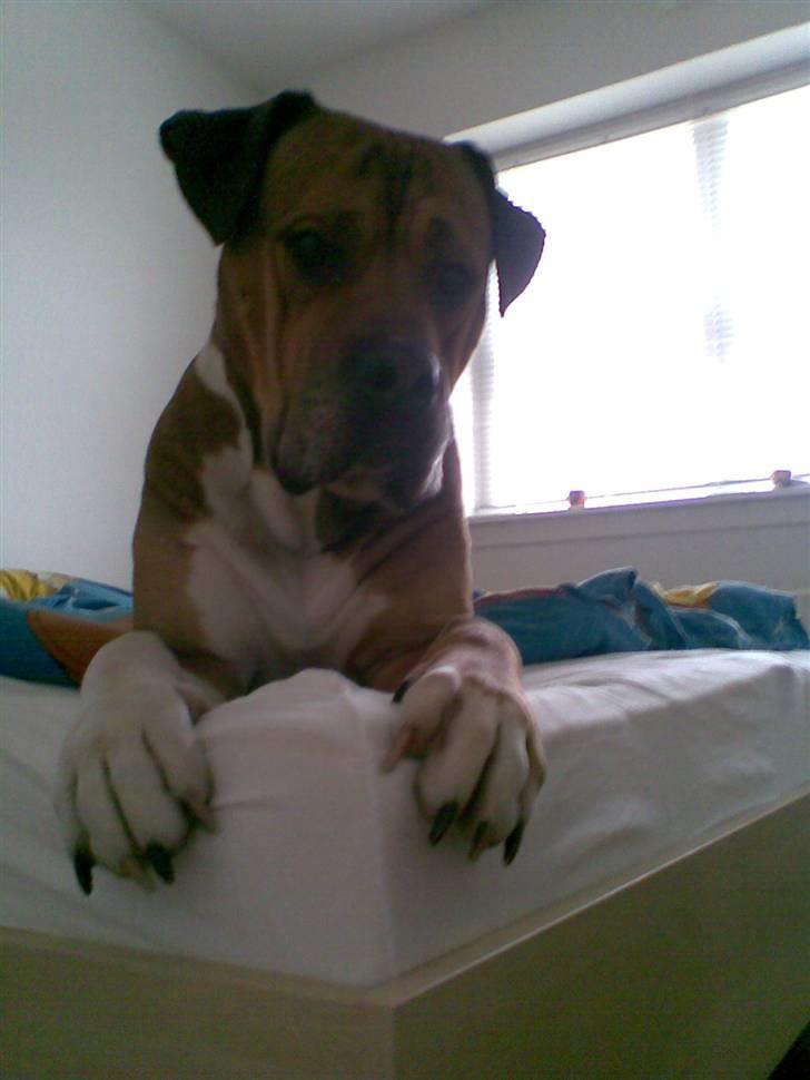 Blanding af racer Tyson billede 12