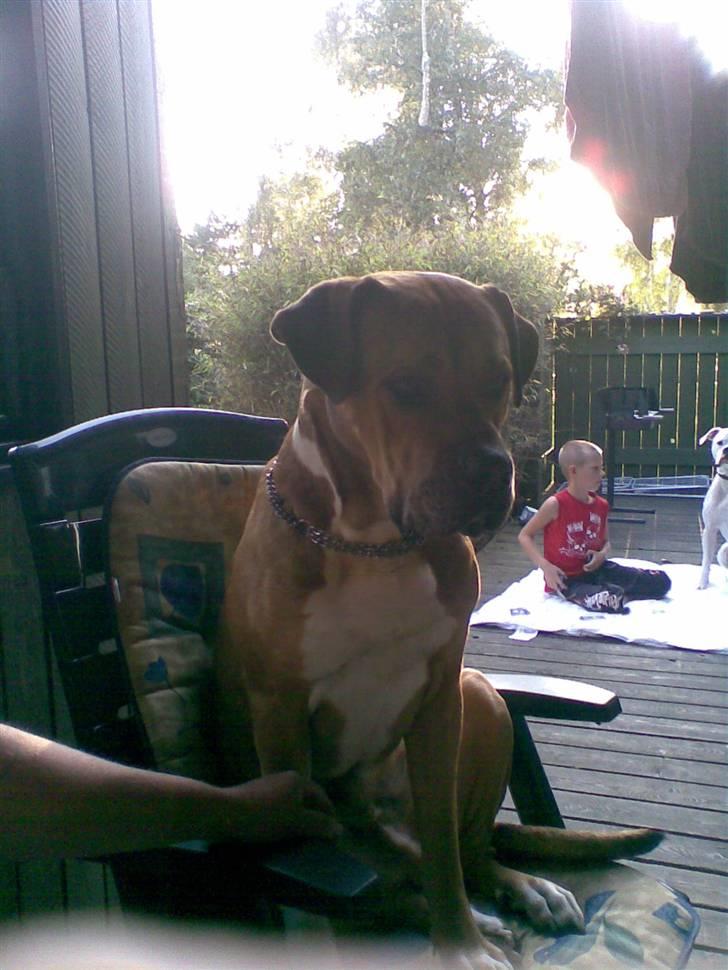 Blanding af racer Tyson billede 13