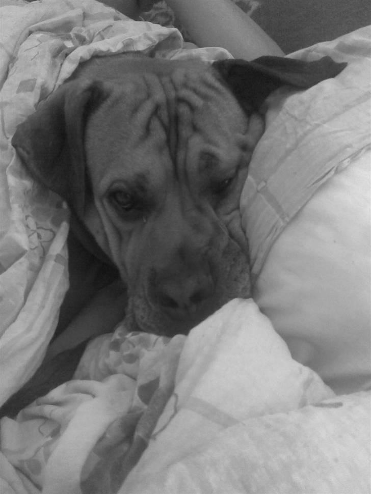 Blanding af racer Tyson - "lad mig nu være" billede 14