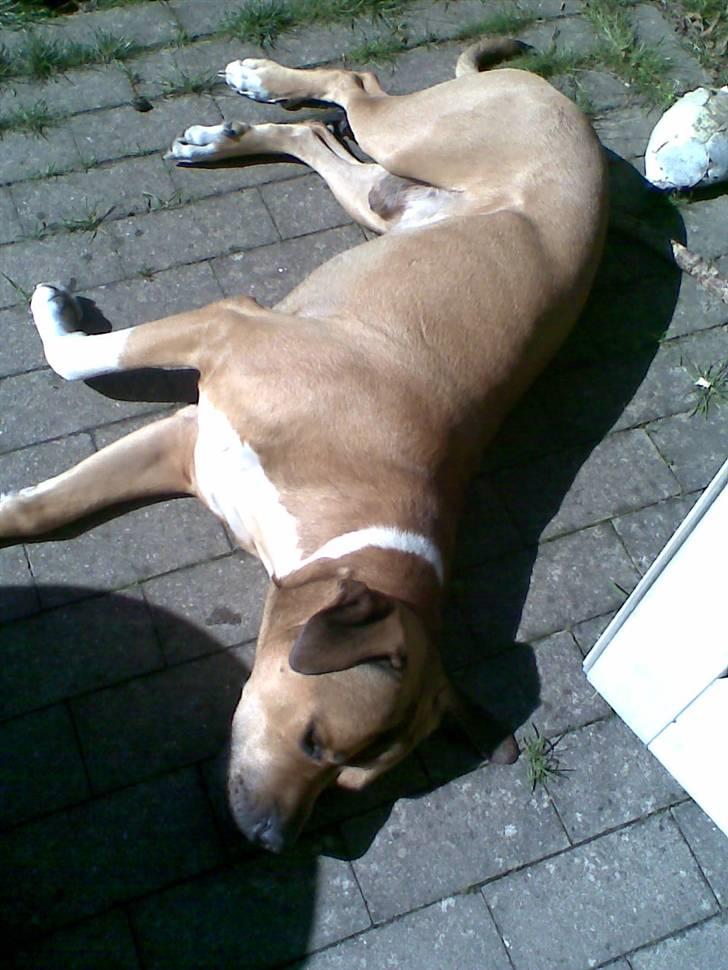 Blanding af racer Tyson - "zzzzzz" billede 15