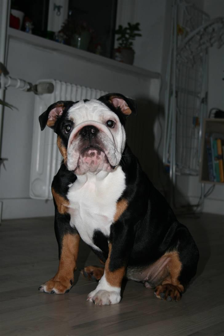 Engelsk bulldog Qupios Suprice Mille billede 1