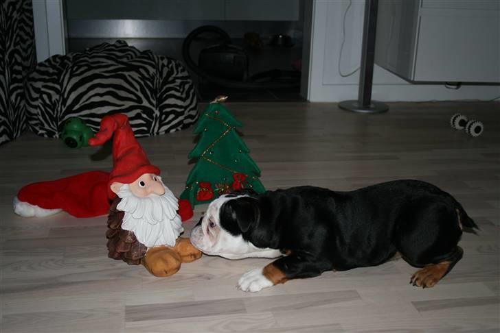 Engelsk bulldog Qupios Suprice Mille - Mille er en smule bange for nisser:-) billede 2