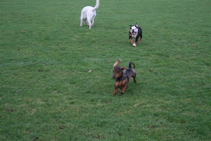 Engelsk bulldog Qupios Suprice Mille - Mille leger fangeleg med en af sine bedste legekammerater billede 3