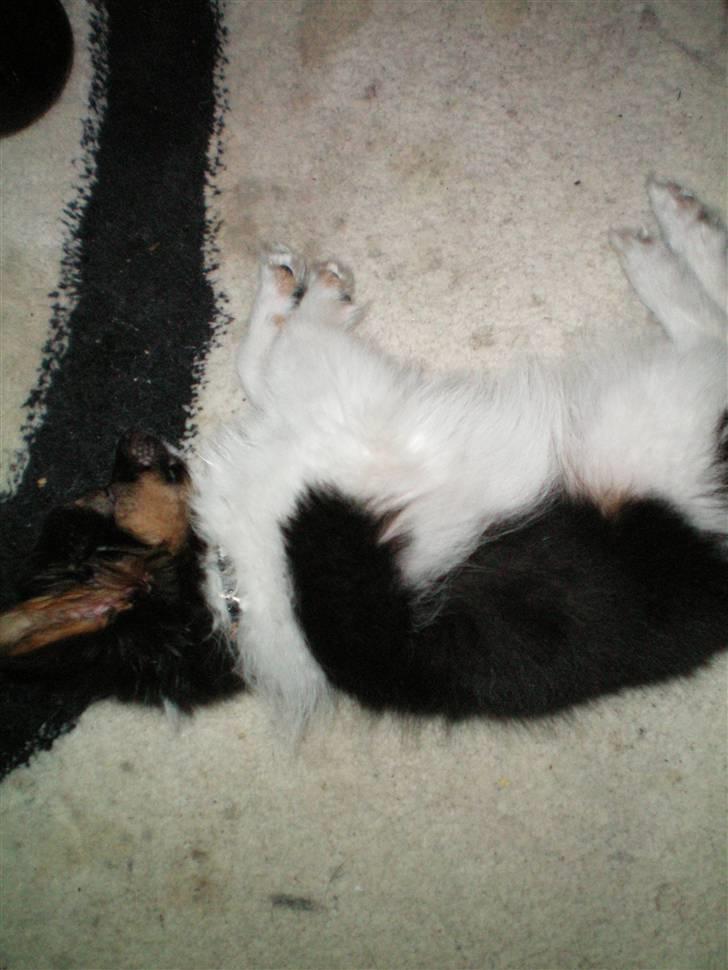 Papillon Chili - Der er ingen der ved jeg faktisk kun spiller død... ;) billede 7