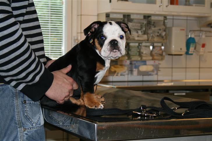 Engelsk bulldog Qupios Suprice Mille - Første tur til dyrlæge, det er lidt farligt med så stort et bord billede 4