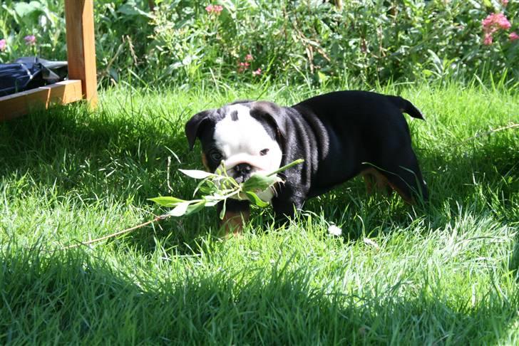 Engelsk bulldog Qupios Suprice Mille - Som helt lille var Mille vild med at "botaniserer" billede 5