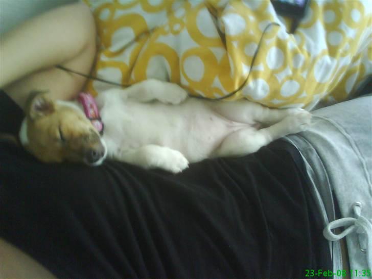 Jack russell terrier Chilli - hygge mås! billede 11