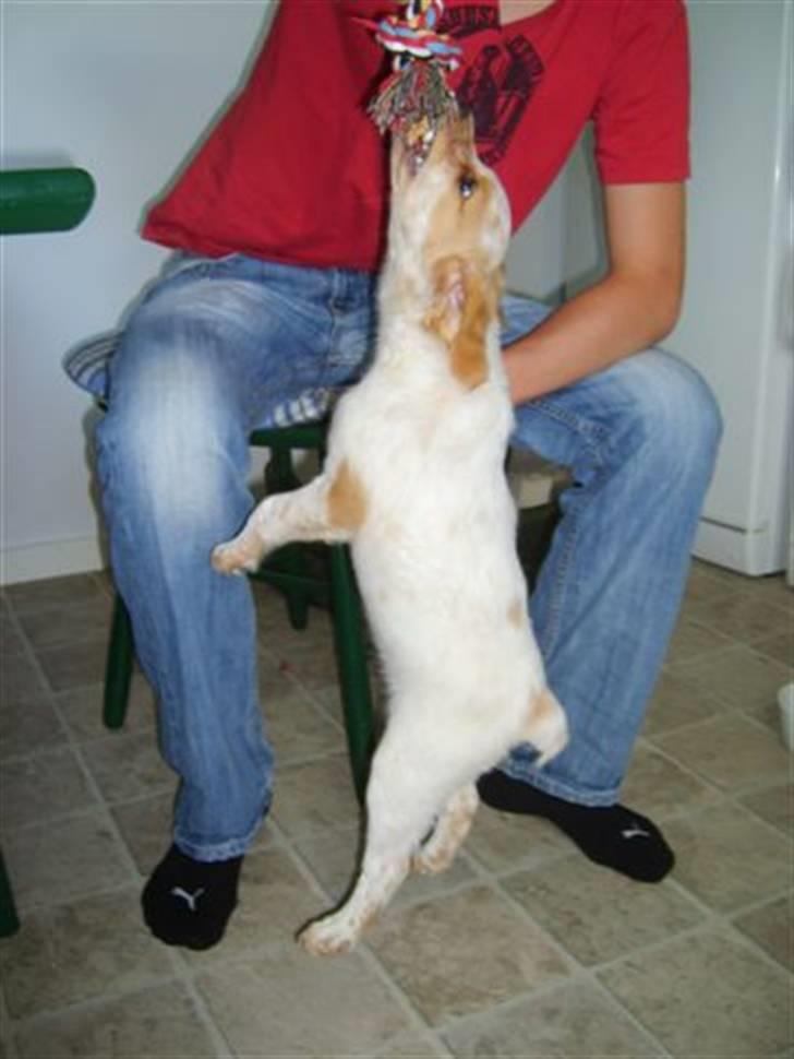 Breton Mille - jeg blir hængene billede 3