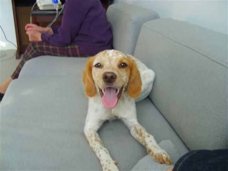 Breton Mille - uhh er der ikke lidt varmt herinde billede 4