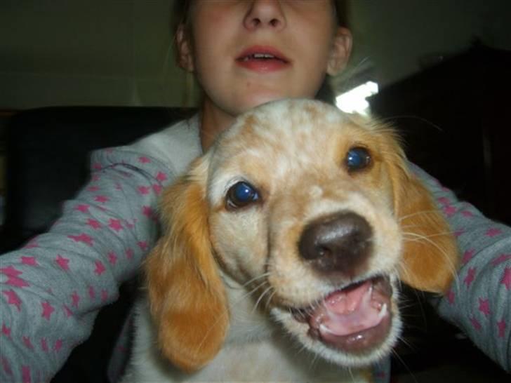 Breton Mille - smiiiil billede 5