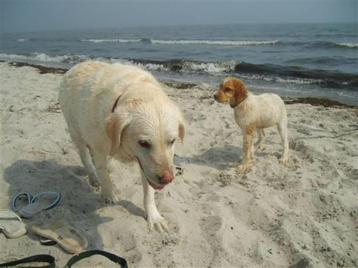Breton Mille - øvvvv de binder mig hvorfor må Blondie gå fri billede 7