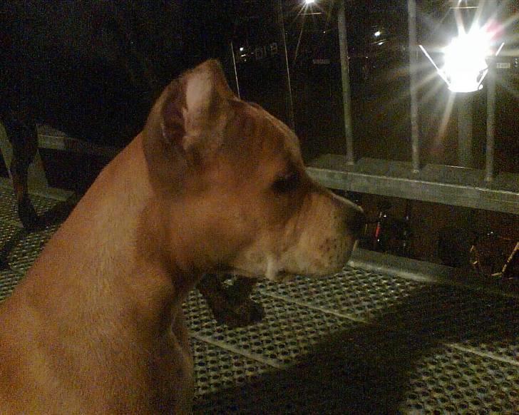 Amerikansk staffordshire terrier Puma billede 1