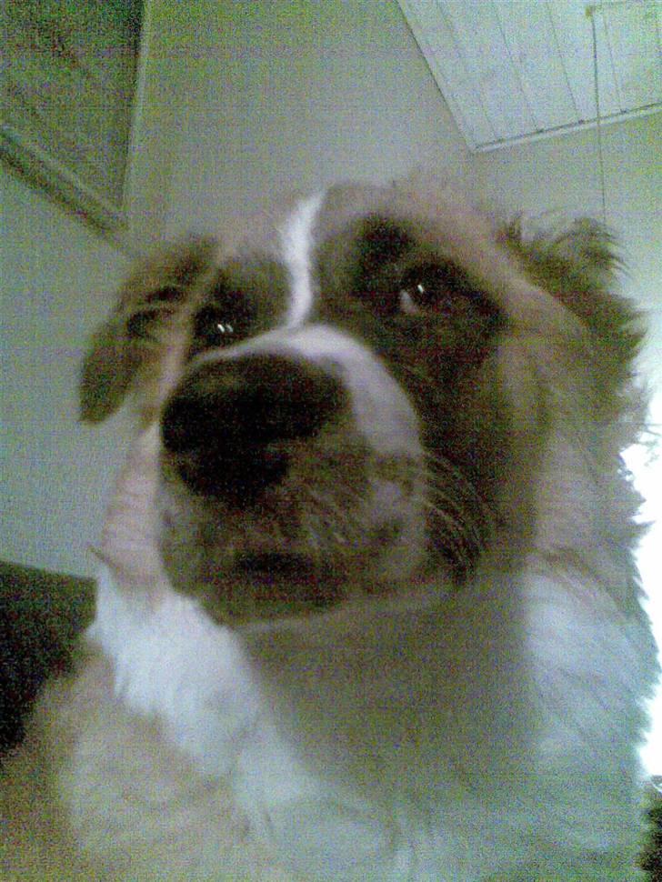 Blanding af racer Kira Cooper *R.I.P* - ¨fra top til ... hals?? billede 13