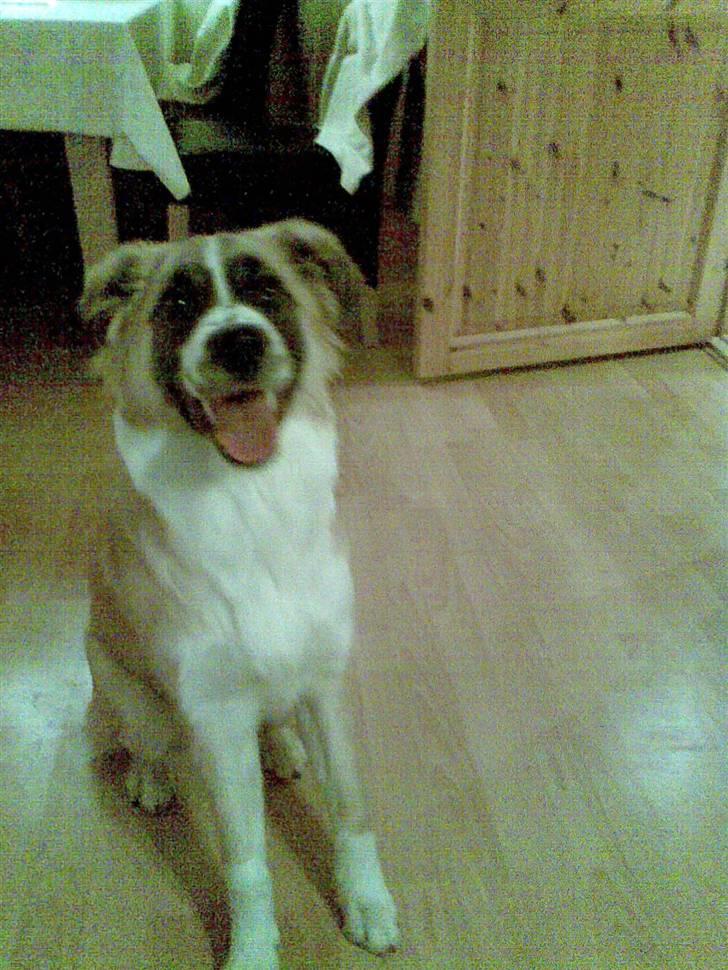 Blanding af racer Kira Cooper *R.I.P* - hhhhhfuuuuuuuuuuu jeg er for pustet med alt min nye pels billede 14