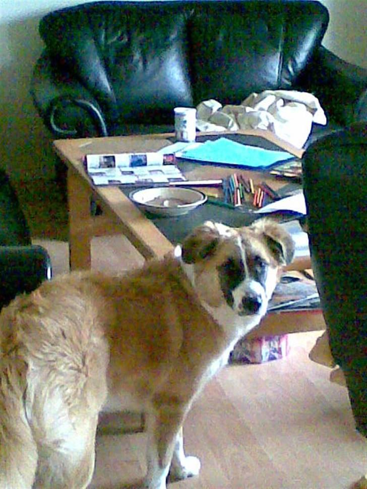 Blanding af racer Kira Cooper *R.I.P* - hmmmmm!!!!!! billede 15