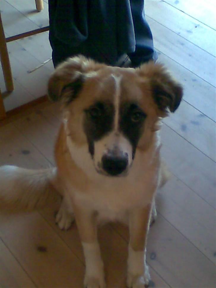 Blanding af racer Kira Cooper *R.I.P* - ej kom nu billede 16