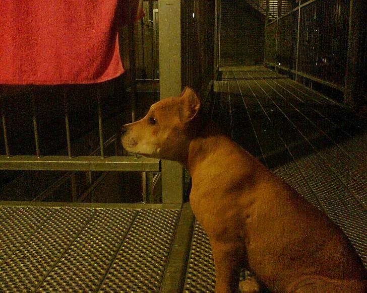 Amerikansk staffordshire terrier Puma billede 2