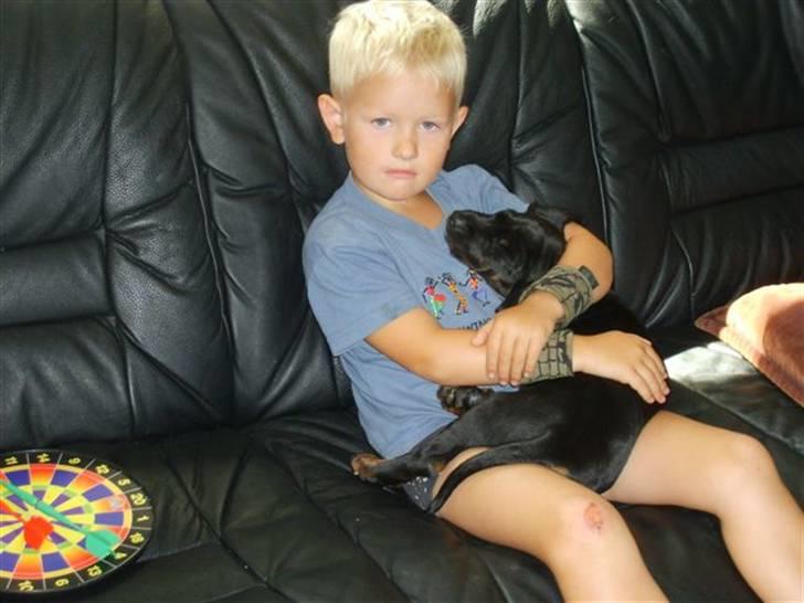 Bayersk vildtsporhund Maja - Slip mig du kvaler jo mig billede 6