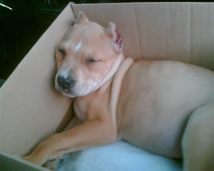 Amerikansk staffordshire terrier Puma billede 3