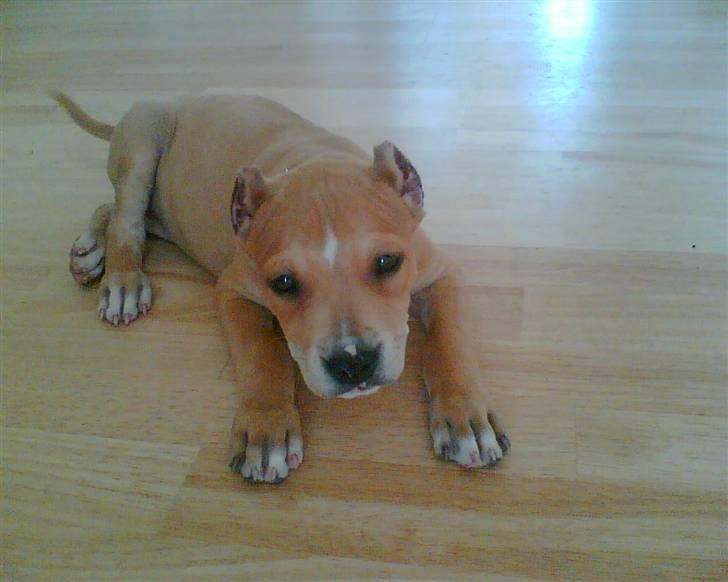 Amerikansk staffordshire terrier Puma billede 4