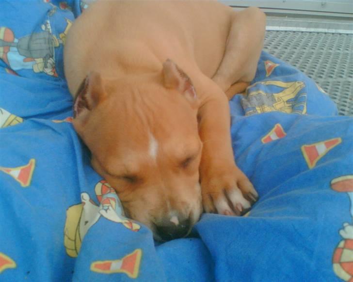 Amerikansk staffordshire terrier Puma billede 5