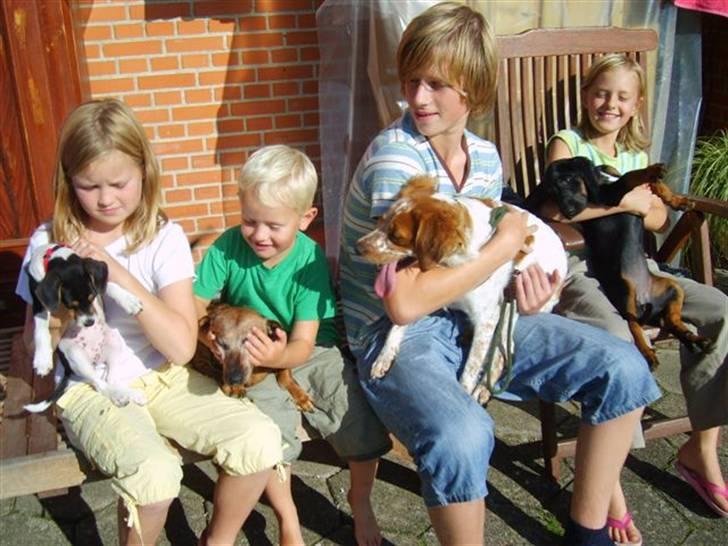 Bayersk vildtsporhund Maja - årrrr så slip mig dog billede 7