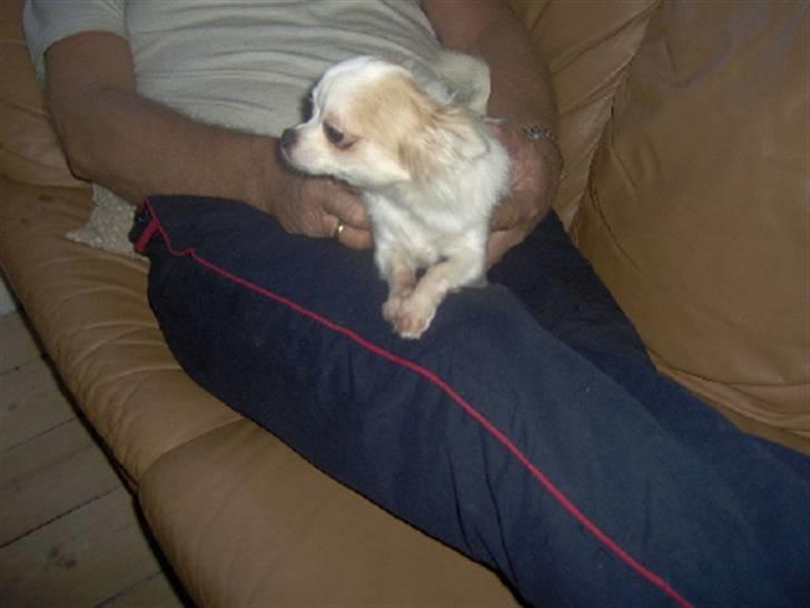 Chihuahua Fie - HYGGE MED SIN FAR billede 1