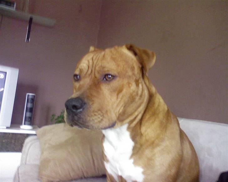 Blanding af racer BALDER *HIMMELHUND* - ooo00 TÆNKER 00ooo billede 16