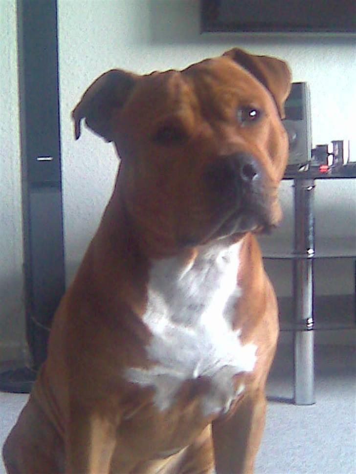 Blanding af racer BALDER *HIMMELHUND* - Huh?? billede 17