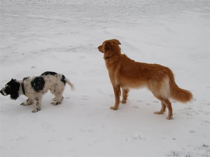 Blanding af racer tøsen - hallooee hvor blev vores mor af billede 8