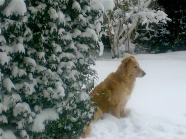 Blanding af racer tøsen - dejlig sne januar 2010 billede 9